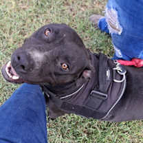 Thumbnail photo of Charlie #2