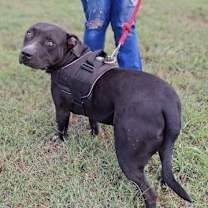 Thumbnail photo of Charlie #3