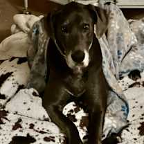 Thumbnail photo of Stella #1