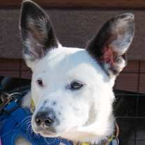 Thumbnail photo of Panda #2