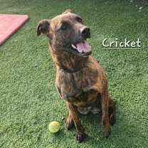 Thumbnail photo of Cricket #4