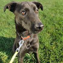 adopt-pet
