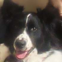 Thumbnail photo of Murphy "I've Been Adopted" #1