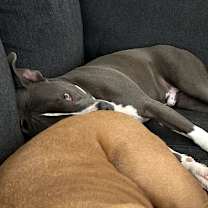 adopt-pet