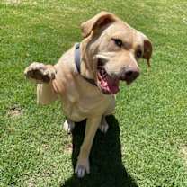 adopt-pet