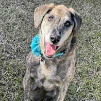 adopt-pet