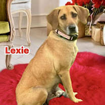Thumbnail photo of Lexie #1