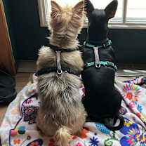 Thumbnail photo of Coco #2