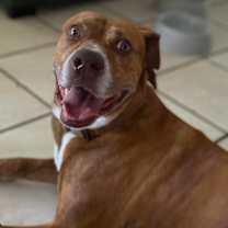 Thumbnail photo of Hilo #3