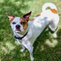 Thumbnail photo of Diamond the Boy #3