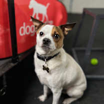 Thumbnail photo of Diamond the Boy #1