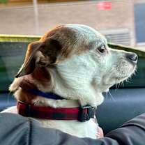 Thumbnail photo of Diamond the Boy #4