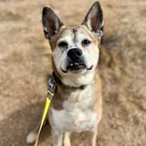adopt-pet