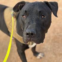 adopt-pet