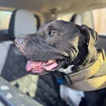 Thumbnail photo of Dozer #2