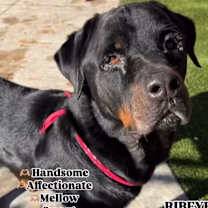 Thumbnail photo of Zane (fka Ribeye) #1