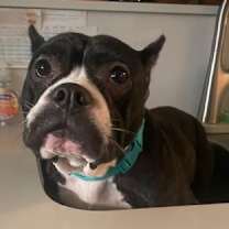 Thumbnail photo of Lily #3