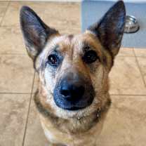 adopt-pet