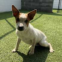 Thumbnail photo of Petunia #1