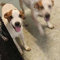 Thumbnail photo of Petunia #2