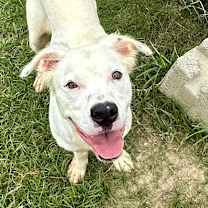 Thumbnail photo of Cowboy 3882 #3