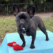 Thumbnail photo of Percy #4