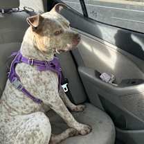adopt-pet