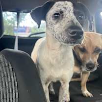 Thumbnail photo of DOLLY PARTON #2