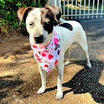 Thumbnail photo of DOLLY PARTON #4