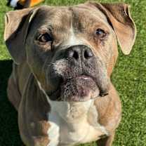 Thumbnail photo of Teddy #1