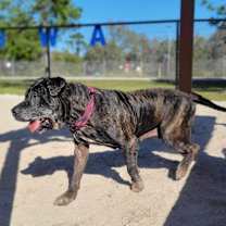 Thumbnail photo of Patchy #2