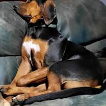 Thumbnail photo of Finn #3