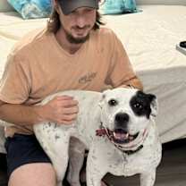 Thumbnail photo of REMY, AWESOME American Bulldog Mix! #4