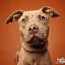 Thumbnail photo of Tails #1