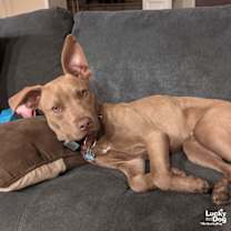 Thumbnail photo of Tails #2