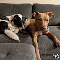 Thumbnail photo of Tails #3