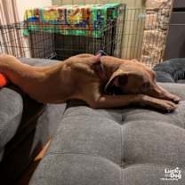 Thumbnail photo of Tails #4