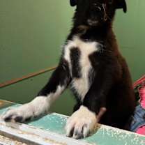 Thumbnail photo of Prancer #3