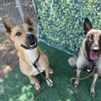 Thumbnail photo of Stryker #4