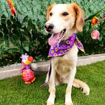 adopt-pet