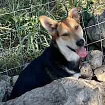 Thumbnail photo of Ansley #4