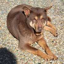 Thumbnail photo of Sha Sha #3