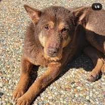 Thumbnail photo of Sha Sha #4