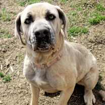 Thumbnail photo of Bambi #1