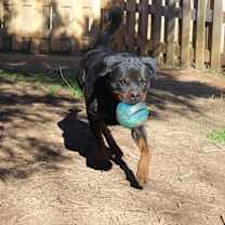 Thumbnail photo of Douski #2