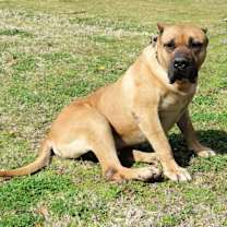 Thumbnail photo of Timber #1