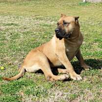 Thumbnail photo of Timber #4