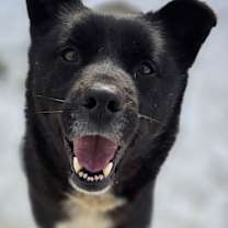 adopt-pet