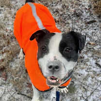 Thumbnail photo of Jett #2