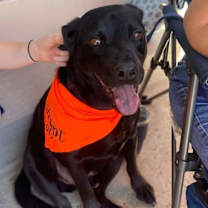 Thumbnail photo of Drako #1